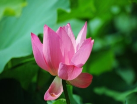 C:\Users\黄欣雨\Desktop\1007261339991af2457583471f.jpg1007261339991af2457583471f