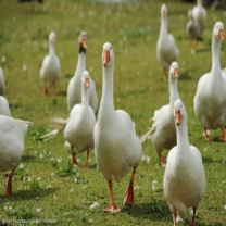 caodishangliangshandedabaietupian-09940680_1.jpg